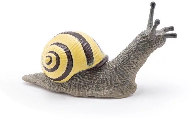 Ślimak Wstężyk gajowy - tantis.pl