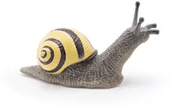 Ślimak Wstężyk gajowy