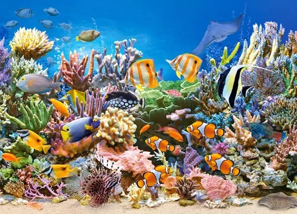 Castorland. Puzzle, Colours of the Ocean, 260 elementów - tantis.pl