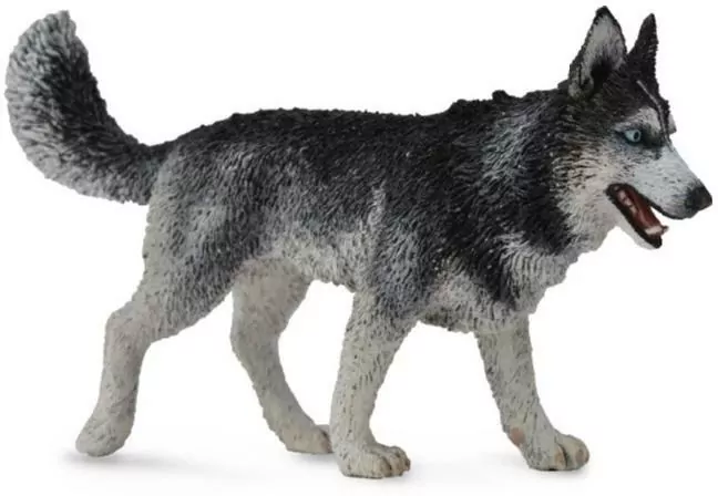 Pies rasy Husky syberyjski - tantis.pl