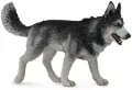 Pies rasy Husky syberyjski - tantis.pl