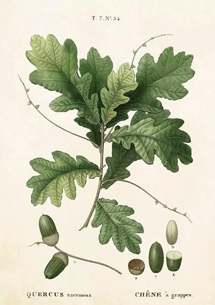 Karnet ST283 B6 + koperta Liść dębu - tantis.pl