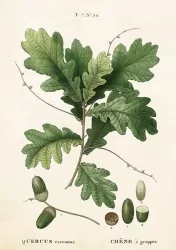 Karnet ST283 B6 + koperta Liść dębu