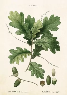 Karnet ST283 B6 + koperta Liść dębu