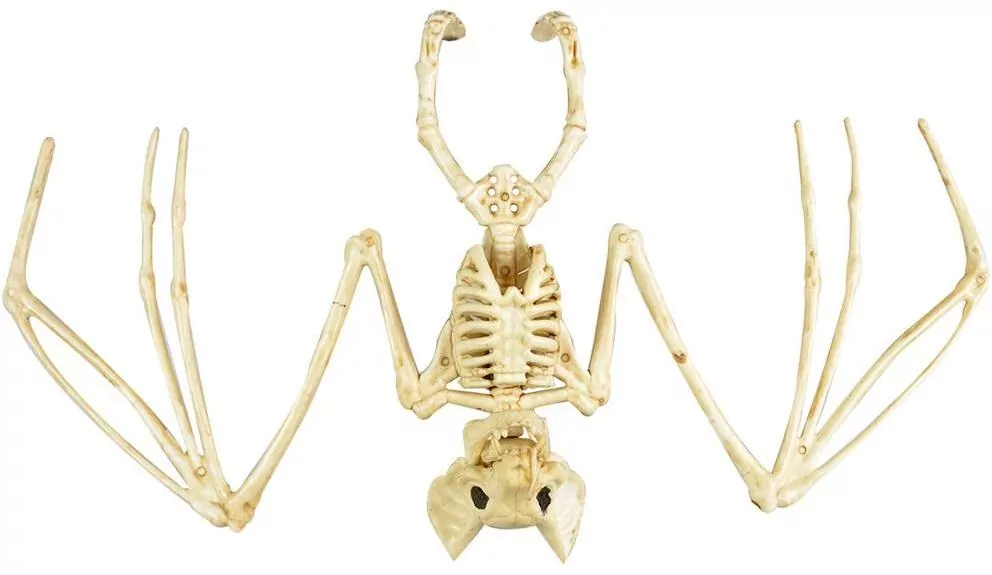 Szkielet nietoperza - tantis.pl