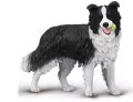 Border Collie - tantis.pl