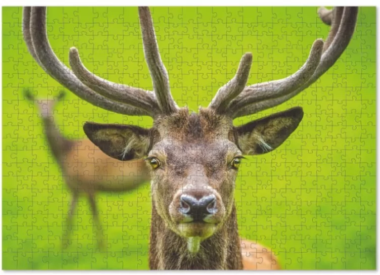 Puzzle 500 Graceful deer - tantis.pl