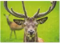 Puzzle 500 Graceful deer - tantis.pl