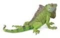 Iguana - tantis.pl