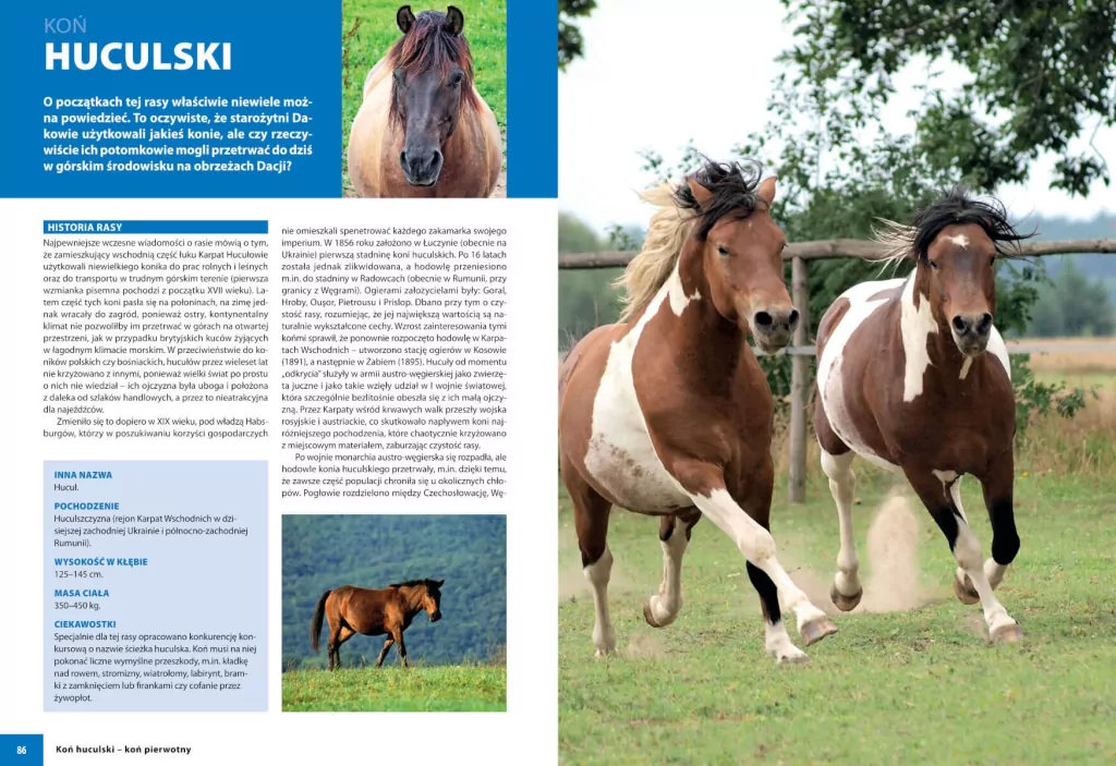 Konie rasowe - tantis.pl