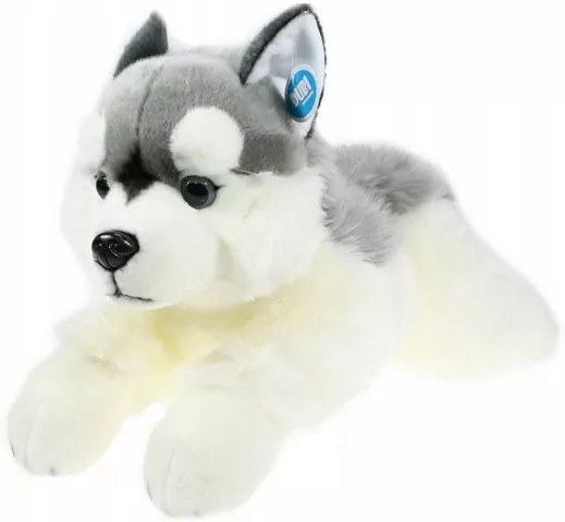 Pies Husky 61cm - tantis.pl