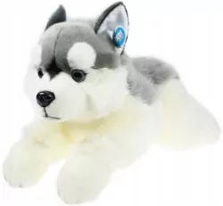 Pies Husky 61cm