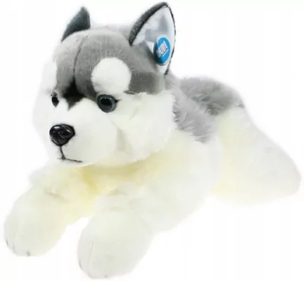 Pies Husky 61cm