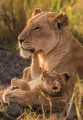 Puzzle 500 Feline Love - tantis.pl