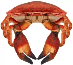 Krab słonowodny 26cm