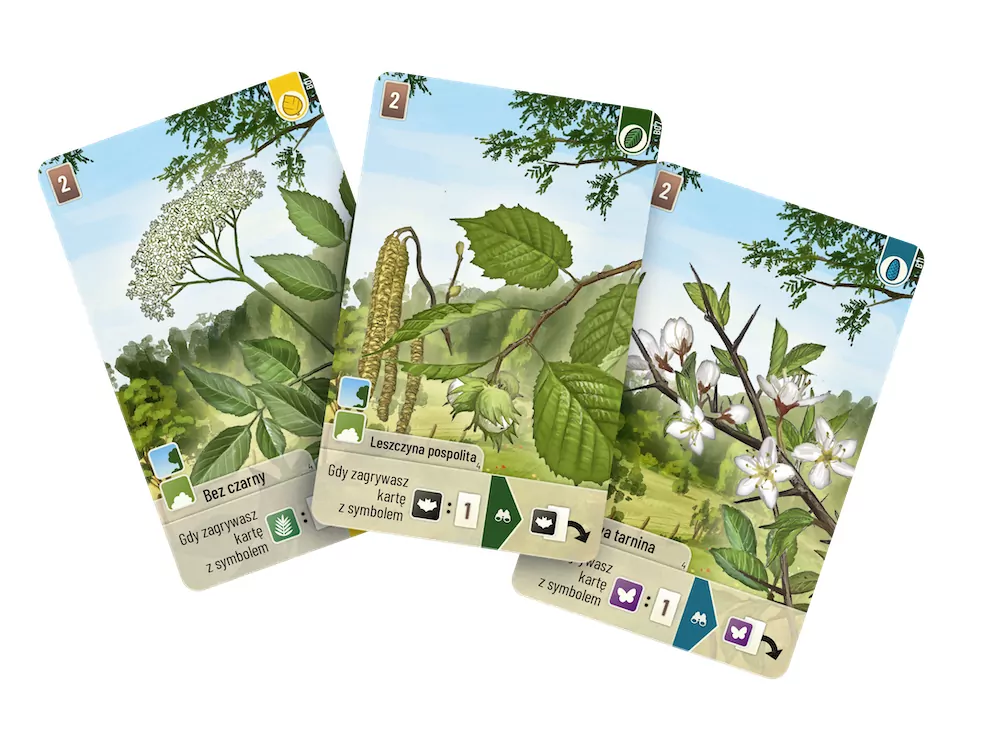 Leśne rozdanie: Na skraju lasu - tantis.pl