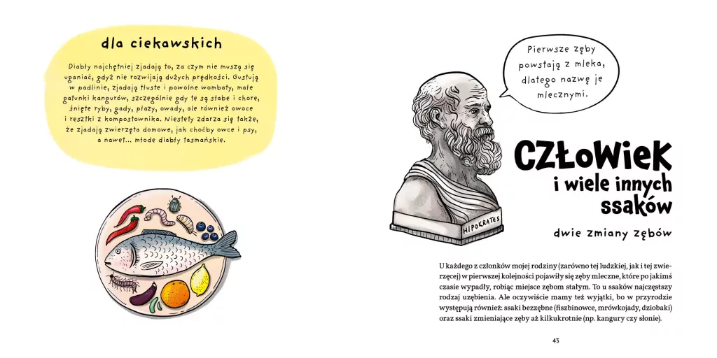 Zęby, ciosy i siekacze - tantis.pl