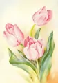 Karnet ST537 B6 + koperta Tulipany - tantis.pl