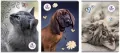 Zeszyt The Sweet Pets. A4/60K kratka. 5 sztuk - tantis.pl