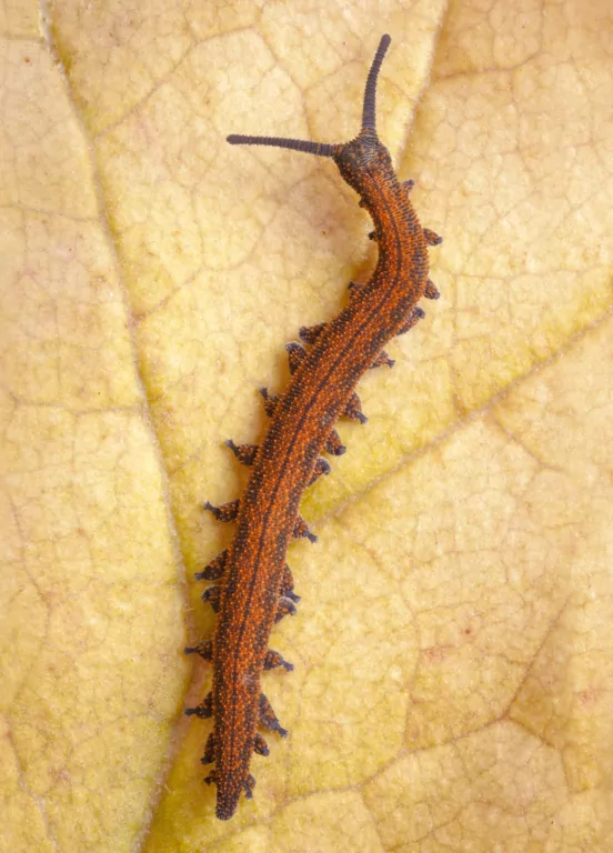 Życie na Ziemi. Najwspanialsza historia na świecie - tantis.pl