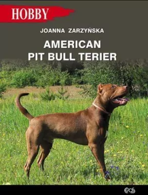 American pit bull terier