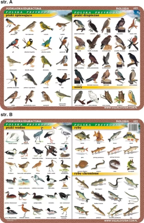 Podkładka edukacyjna. Biologia - tantis.pl