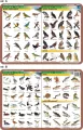 Podkładka edukacyjna. Biologia - tantis.pl