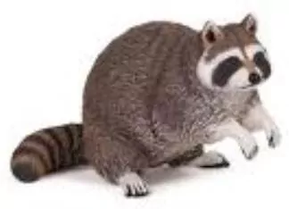 Szop pracz - tantis.pl