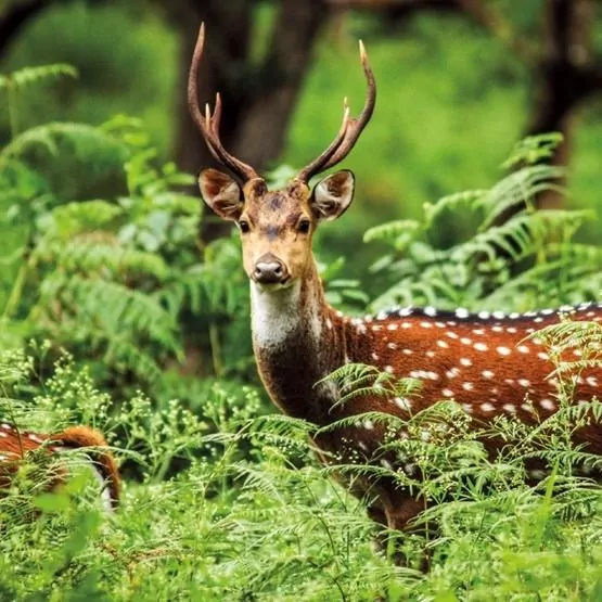 Karnet kwadrat z kopertą A Chital Deer - tantis.pl