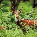 Karnet kwadrat z kopertą A Chital Deer - tantis.pl
