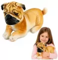 Mops pluszowy 25cm - tantis.pl
