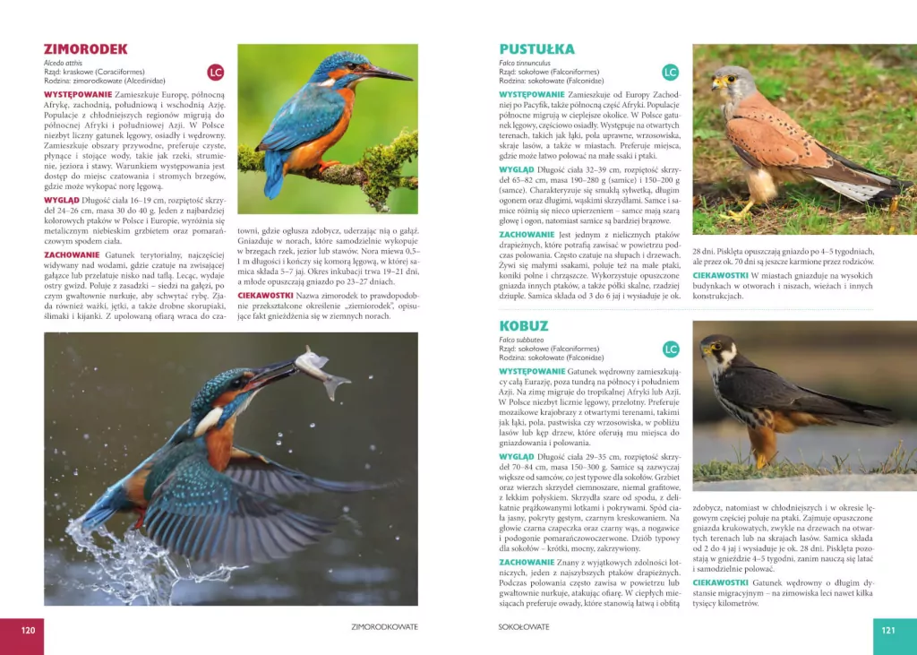 Atlas ptaków - tantis.pl