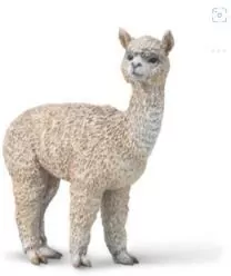 Alpaka - tantis.pl