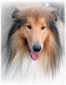 Mozaika diamentowa 5D - Lassie 40x30cm - tantis.pl