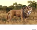Lew ryczący Wild Life 14726 - tantis.pl