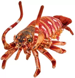 Homar 33cm