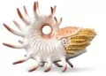 Cooperoceras - tantis.pl