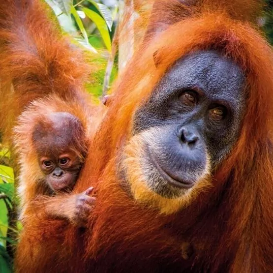 Karnet kwadrat z kopertą Sumatran Orangutan and Baby - tantis.pl