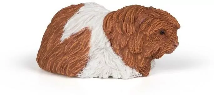 Świnka morska - tantis.pl