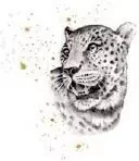 Karnet. Złocony kwadrat. Gepard - tantis.pl