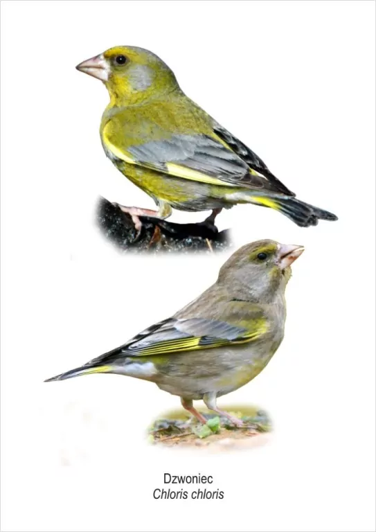 Obraz A4 Dzwoniec - tantis.pl