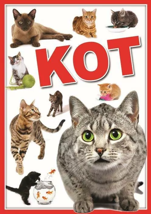Koty - tantis.pl