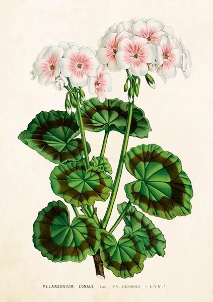 Karnet ST530 B6 + koperta Biała pelargonia - tantis.pl