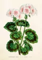 Karnet ST530 B6 + koperta Biała pelargonia - tantis.pl