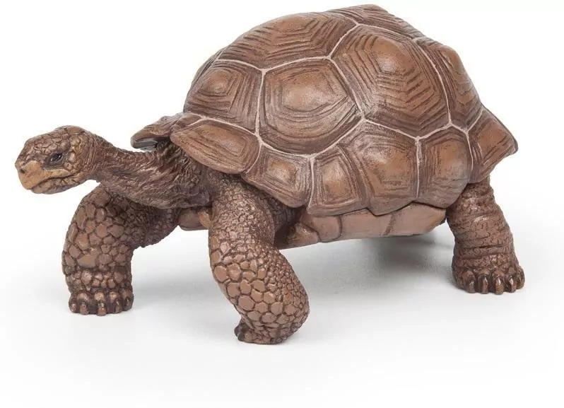 Żółw z Galapagos - tantis.pl