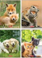 Zeszyt A4/32K linia. Animals