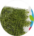 Taśma dekoracyjna listki 3,5cm 2m - tantis.pl