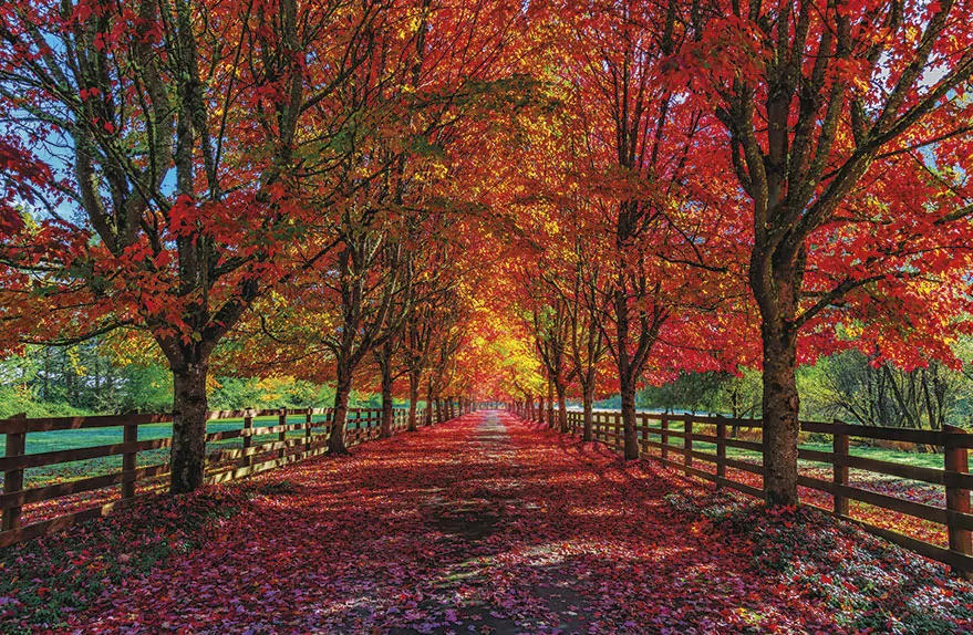 Terminarz 2021 Ścienny MiP - tantis.pl