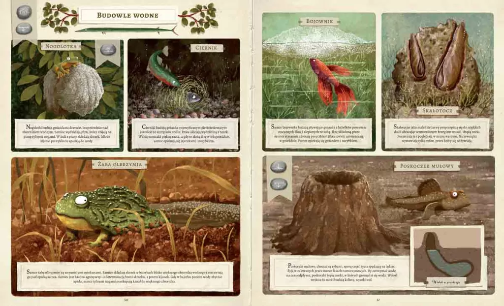 Co budują zwerzęta? - tantis.pl