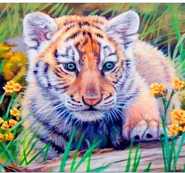 Mozaika diamentowa 5D - Tygrys 40x30cm - tantis.pl